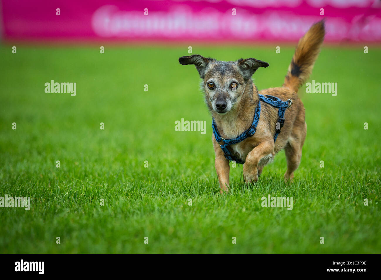 Kleiner gestromter Mischlings Hund läuft mit großen Knopfaugen über eine  Wiese Stock Photo - Alamy