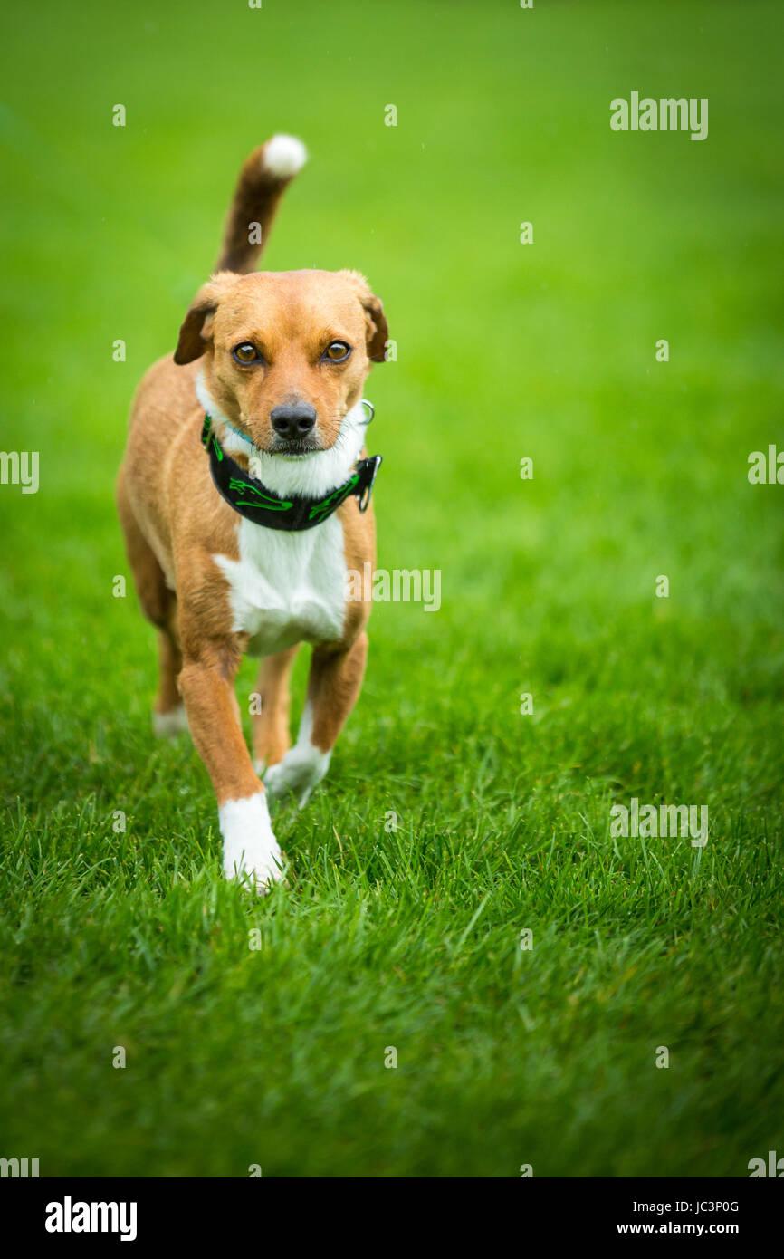 Kleiner etwas ängstlich wirkender Hund läuft über eine Wiese. Stock Photo