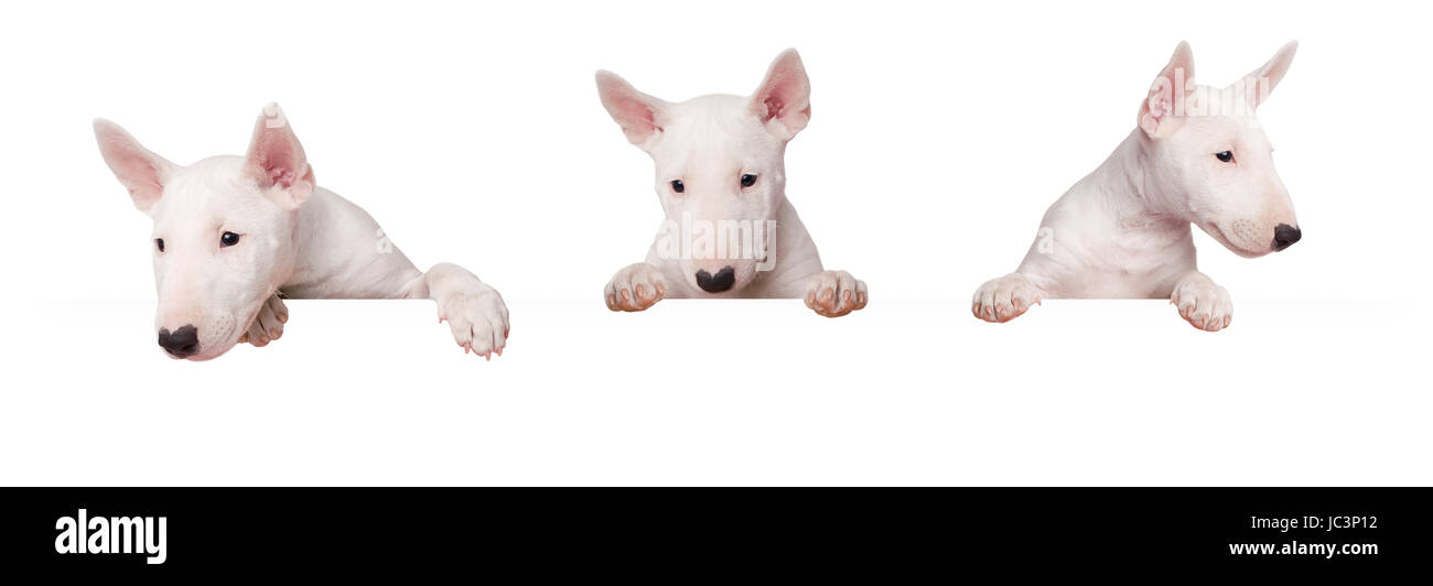 cute dogs puppy isolated on white background Stock Photo - Alamy