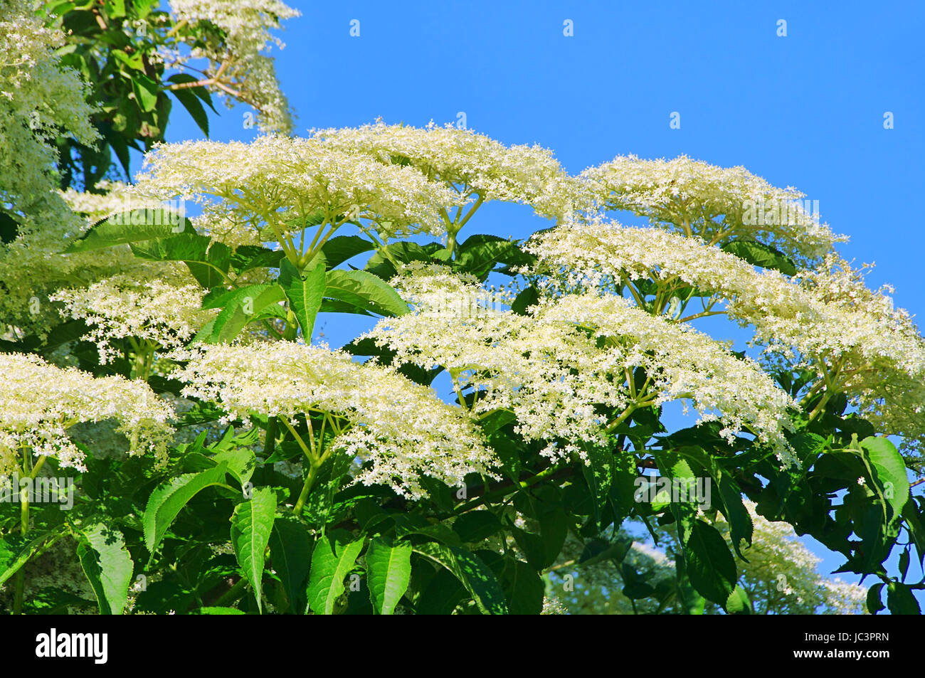Holunder Strauch High Resolution Stock Photography and Images - Alamy