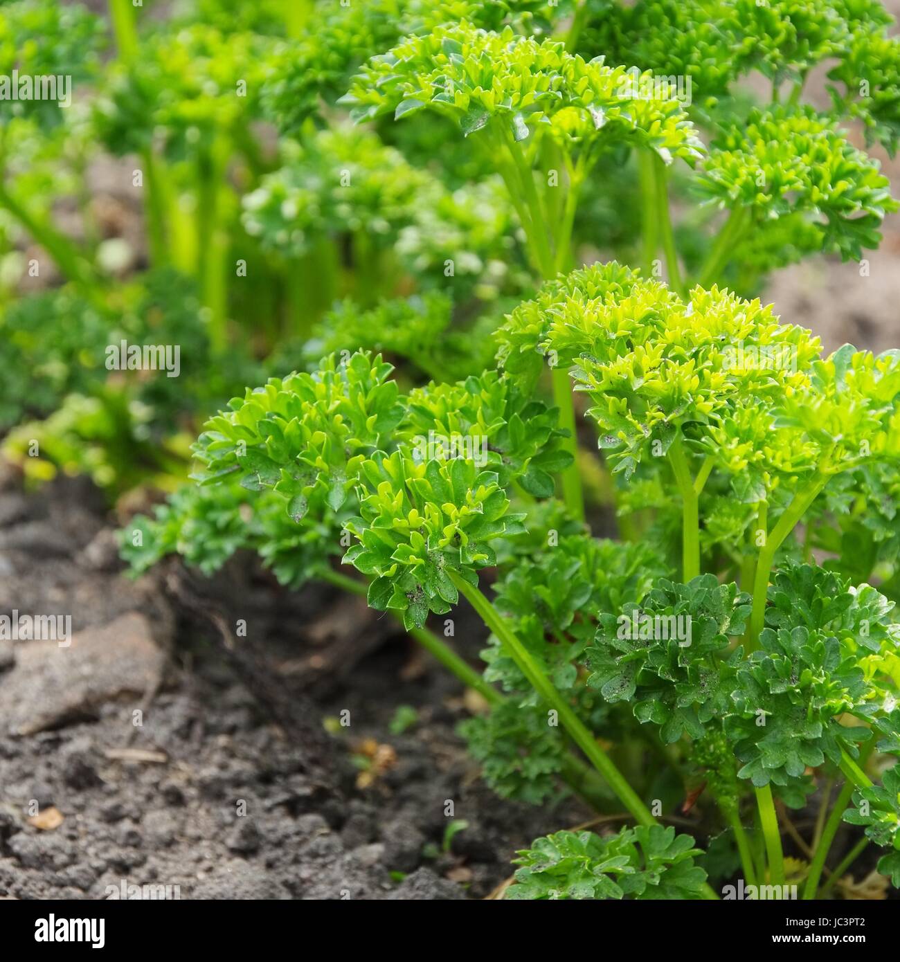 32+ Garten Petersilie, Wie man das küchenkraut selbst anbaut, was