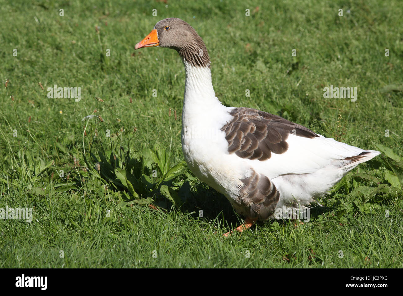 farm animals - goose Stock Photo - Alamy