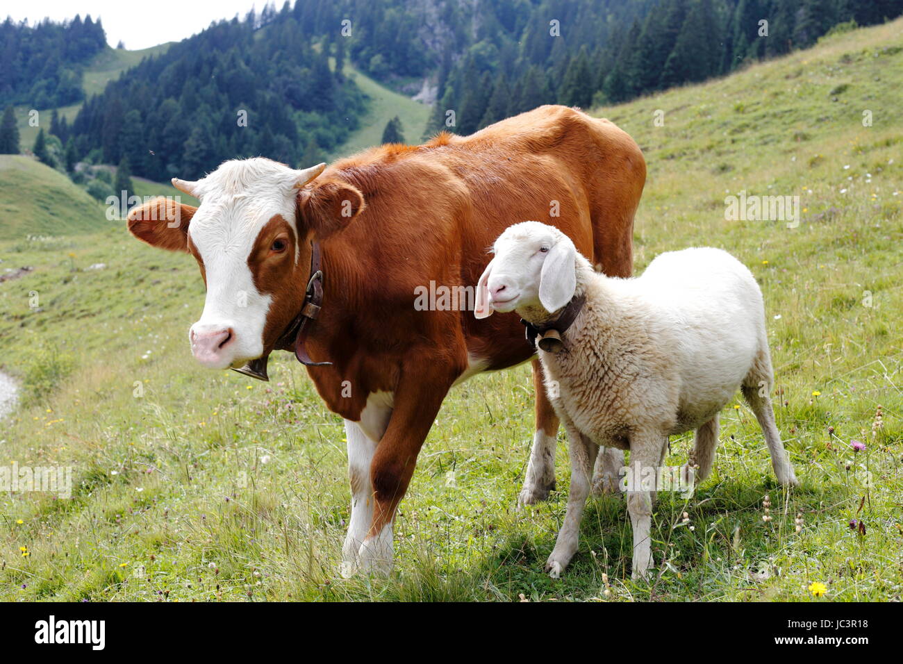 Kuh und Schaf Stock Photo