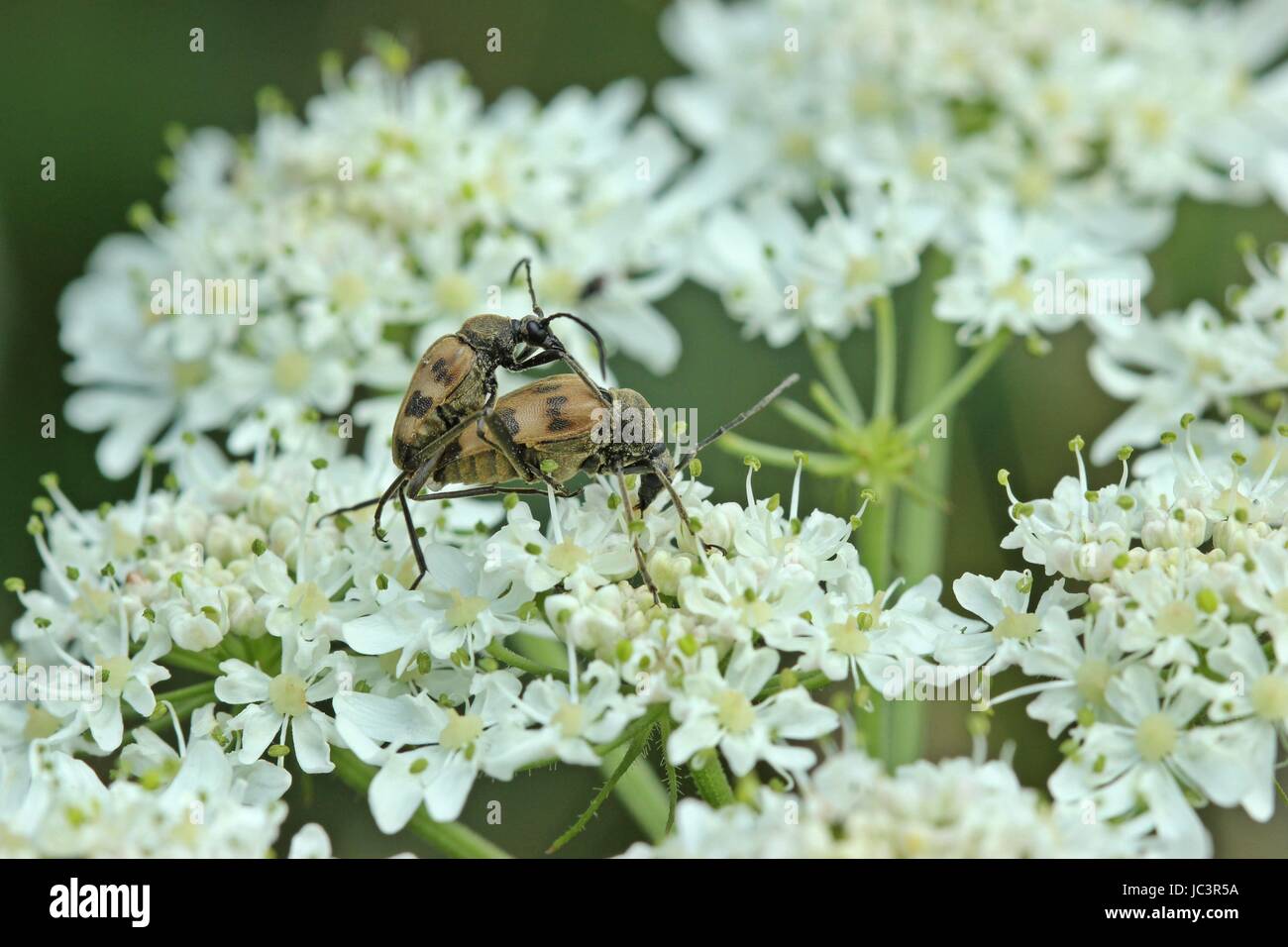 pairing spotted flowers bocks (pachytodes cerambyciformis) Stock Photo