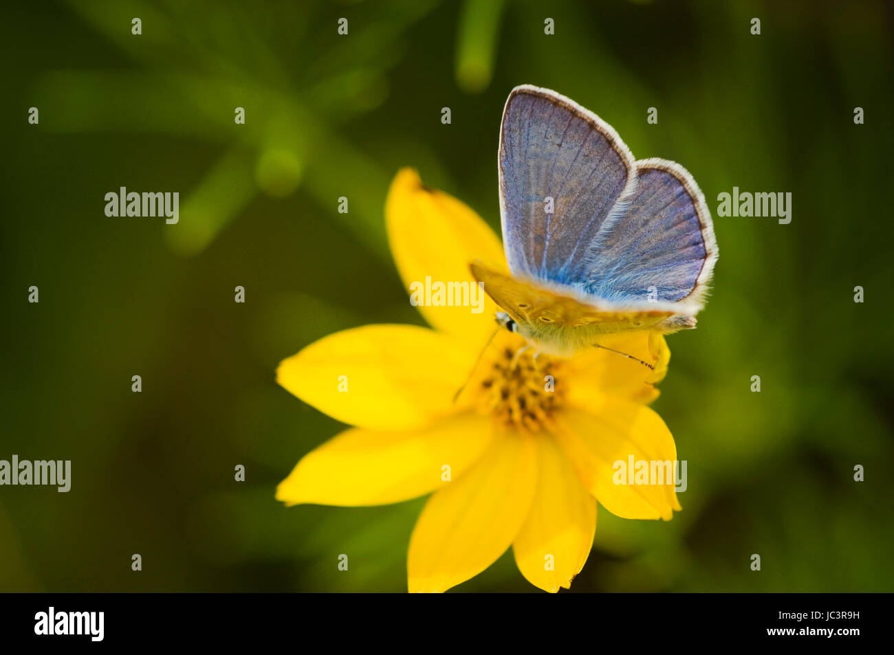 Nahaufnahme eines blauen Schmetterlings (Himmelblauer Bläuling / Polyommatus bellargus) auf einer Sonnenauge-Blüte (Heliopsis) Stock Photo