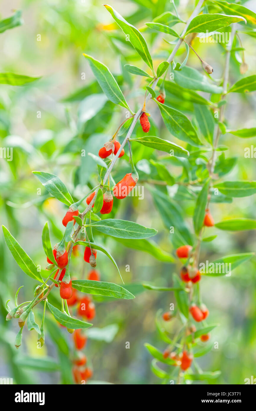 Detail of branch with goji berries Stock Photo