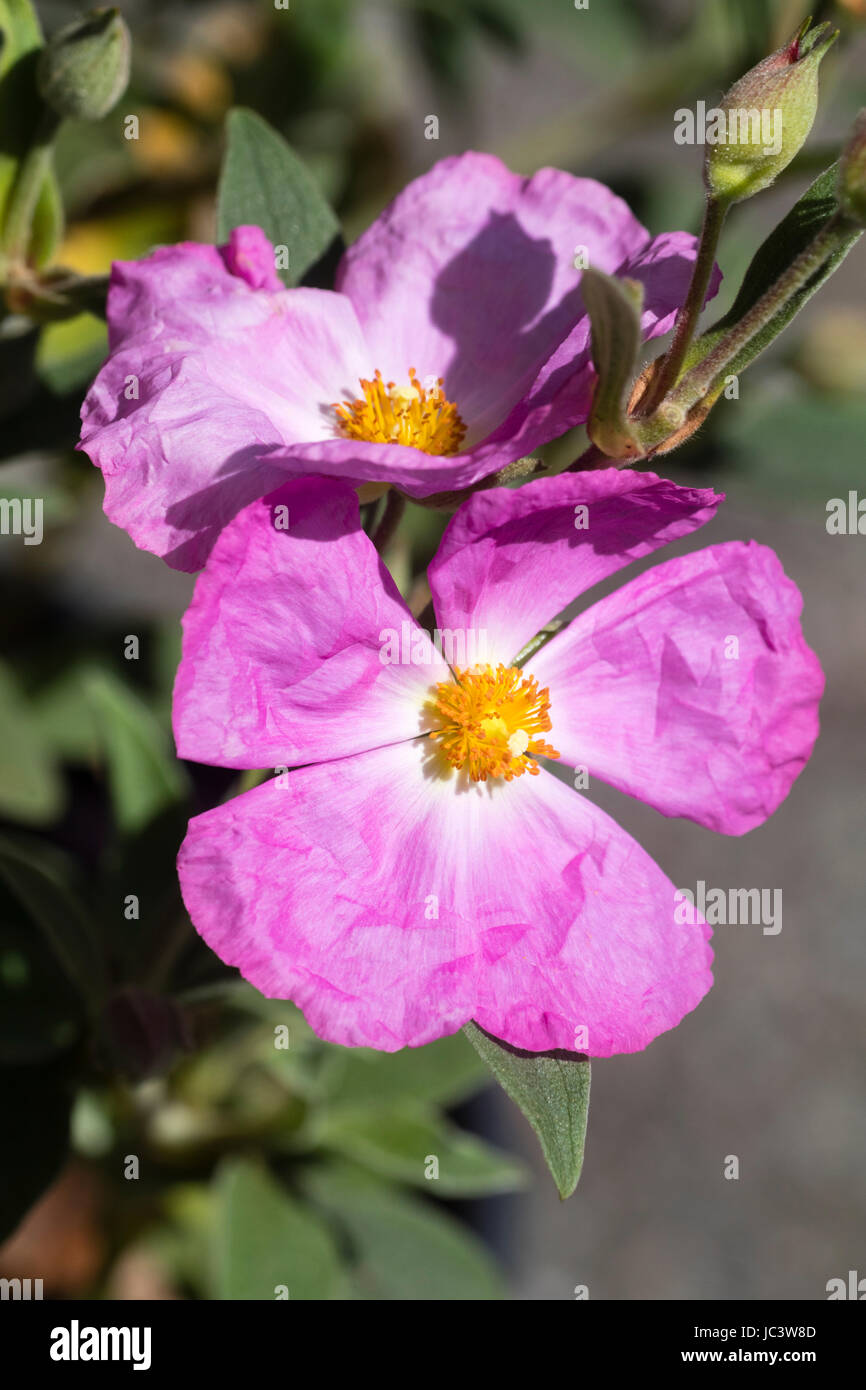 White centered, crumpled, pink flowers of the shrubby evergreen sun rose, Cistus 'Peggy Sammons' Stock Photo
