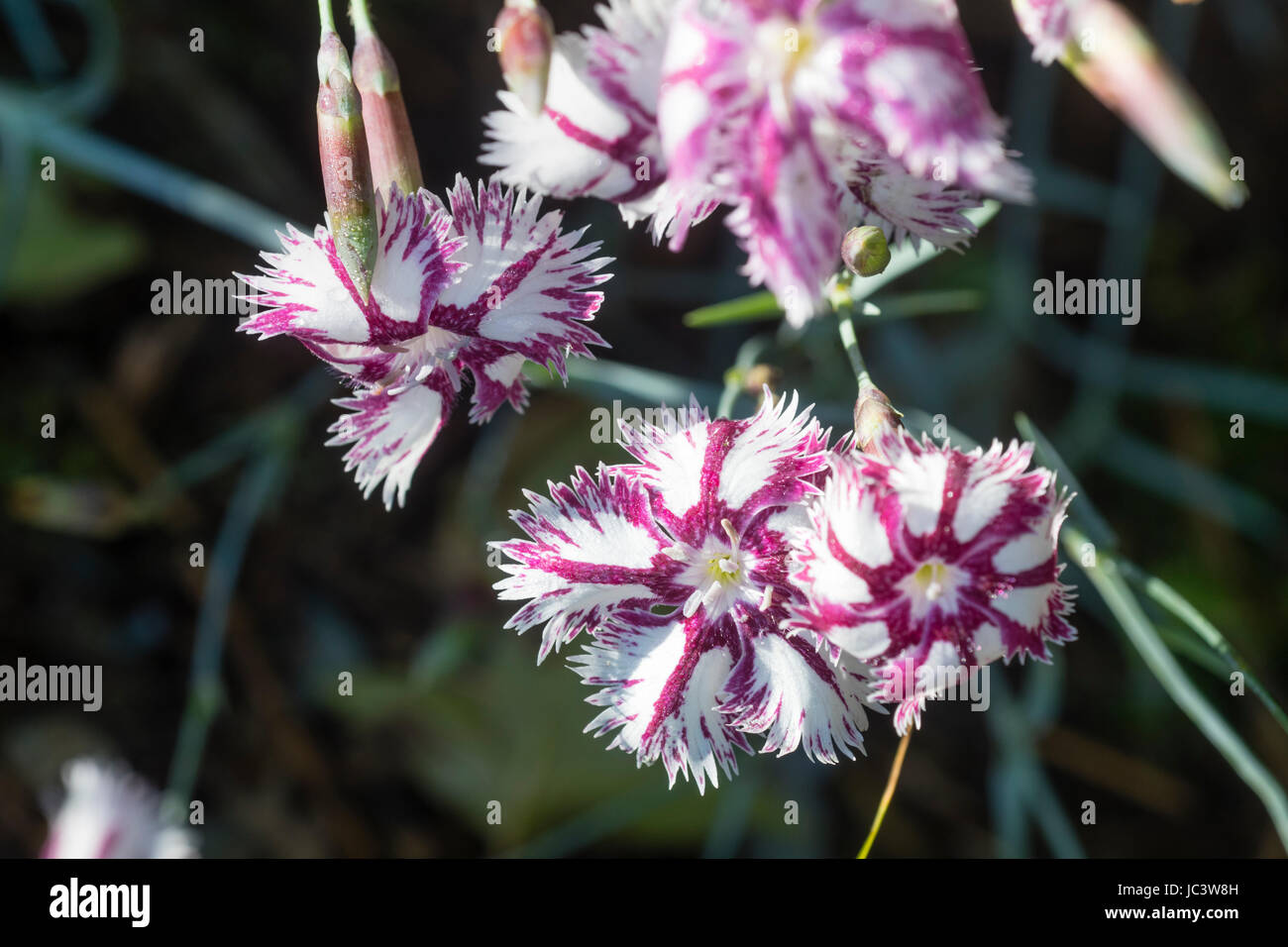 Pink streaked white fragrant flowers of the garden pink, Dianthus 'Tatra Fragrance' Stock Photo