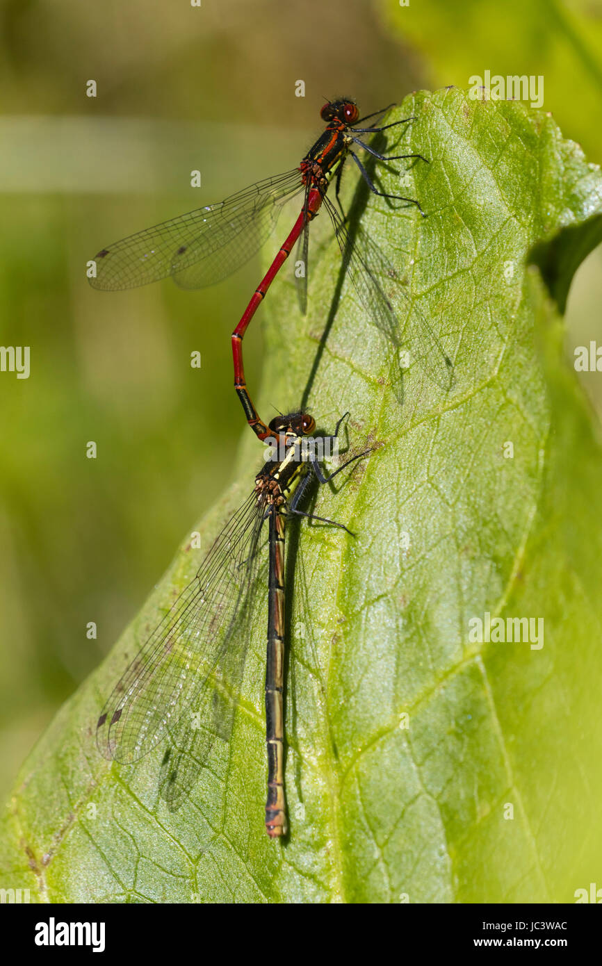 Mated pair of large red damselflies, Pyrrhosoma nymphula.  Female is the melanotum form, red male above Stock Photo
