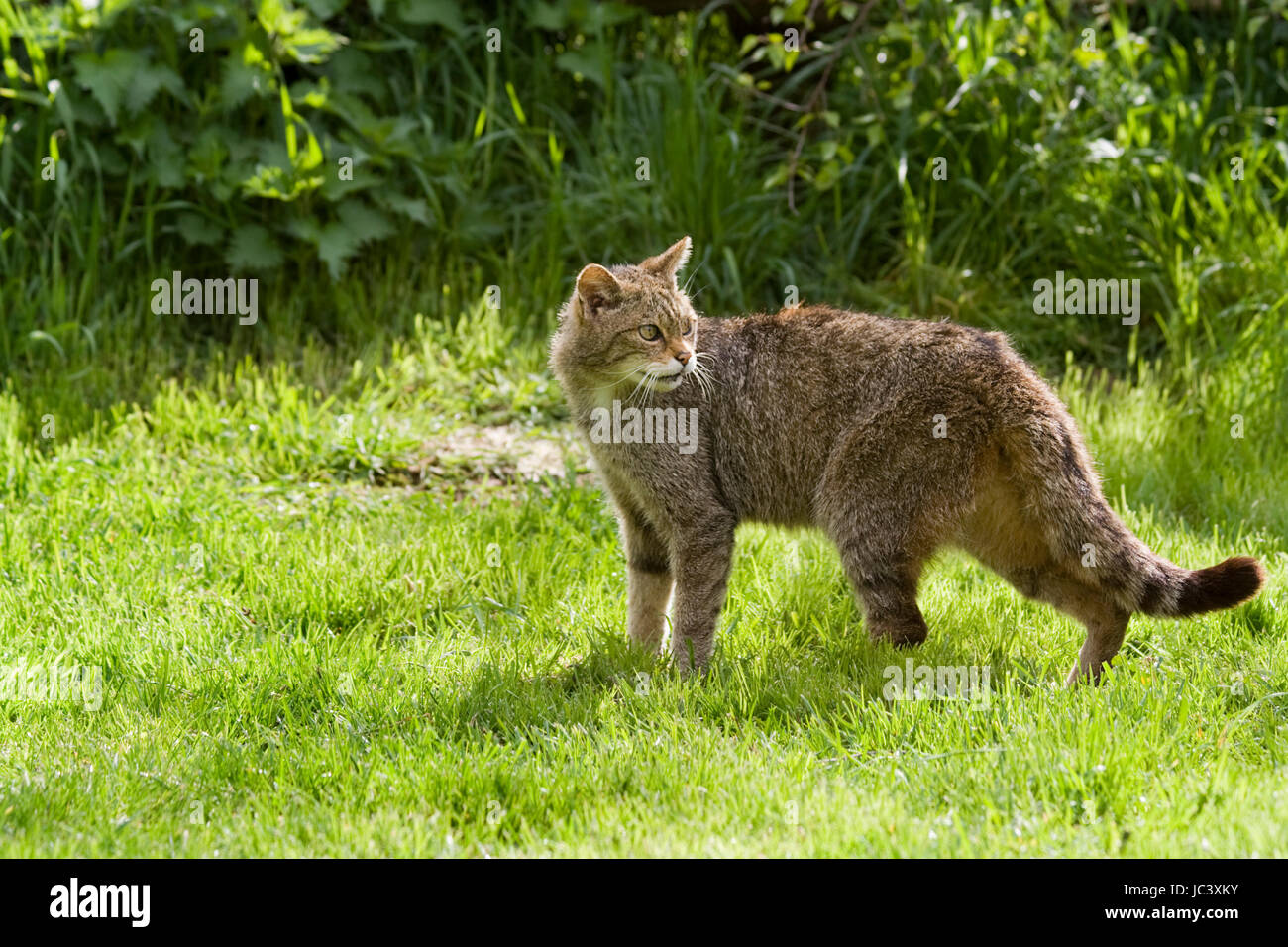 Scottish Wildcat Captive Breeding Program At The British Wildlife 
