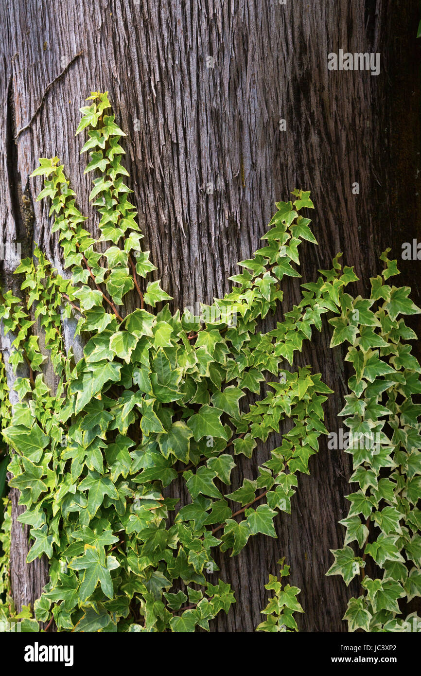 eibe höhenwachstum Gemeine Eibe (Taxus baccata) | 100-125 cm im Topf main image 1