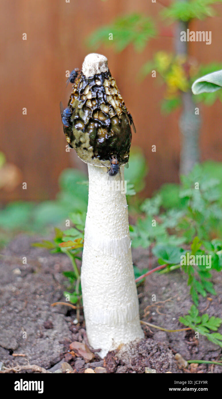 A view of the shaft and cap of a Common Stinkhorn, Phallus impudicus, with spore mass covered in flies. Stock Photo
