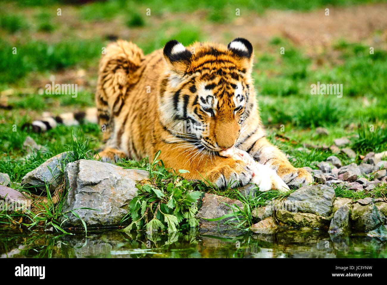 little tiger cub eats meat. Tiger Eating Stock Photo - Alamy