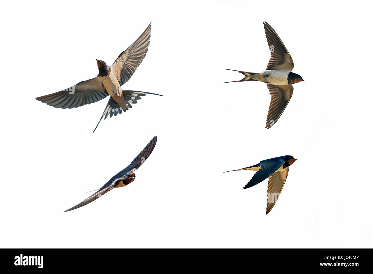 various postures of swallow hirundo rustica on white background Stock Photo