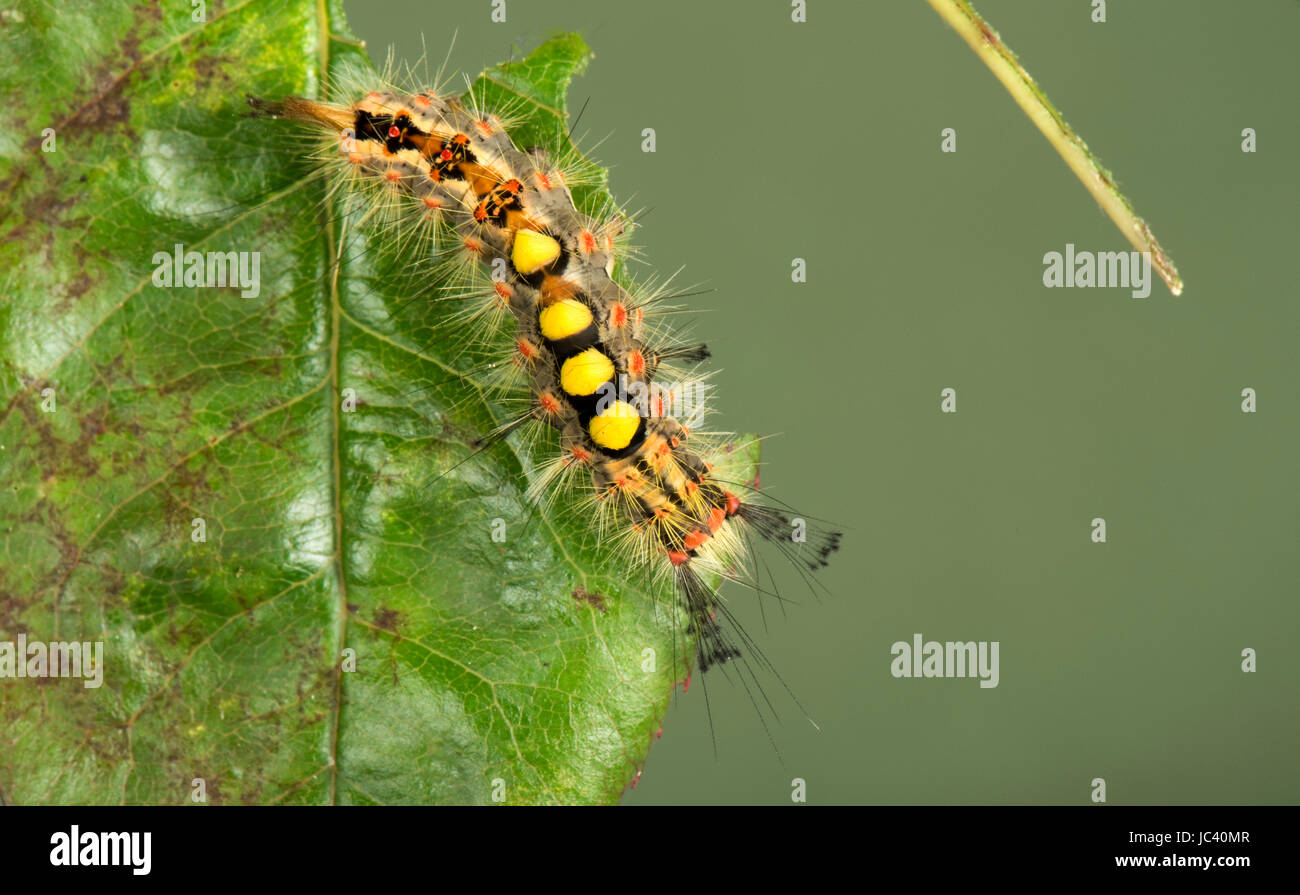 Vapourer or rusty tussock moth, Orgyia antiqua, caterpillar on a damaged rose leaf, Berkshire, June Stock Photo