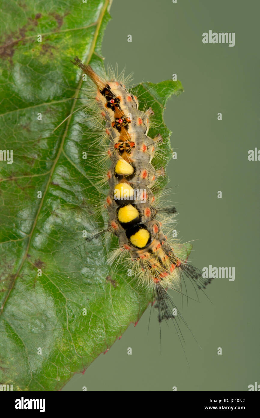 Vapourer or rusty tussock moth, Orgyia antiqua, caterpillar on a damaged rose leaf, Berkshire, June Stock Photo