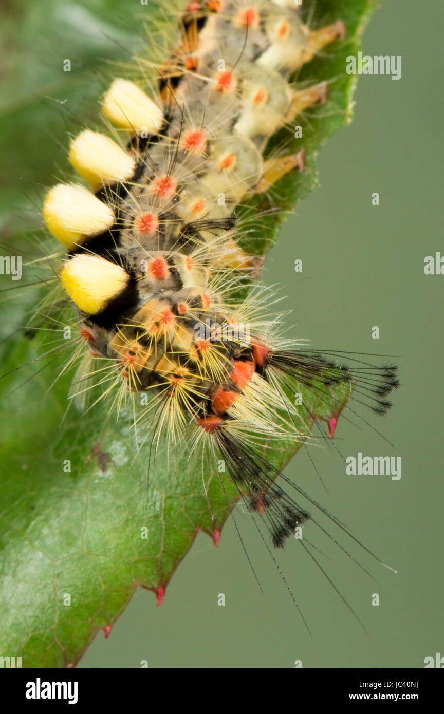 Arrangement of hairs on the head of a vapourer or rusty tussock moth, Orgyia antiqua, caterpillar on a damaged rose leaf, Berkshire, June Stock Photo