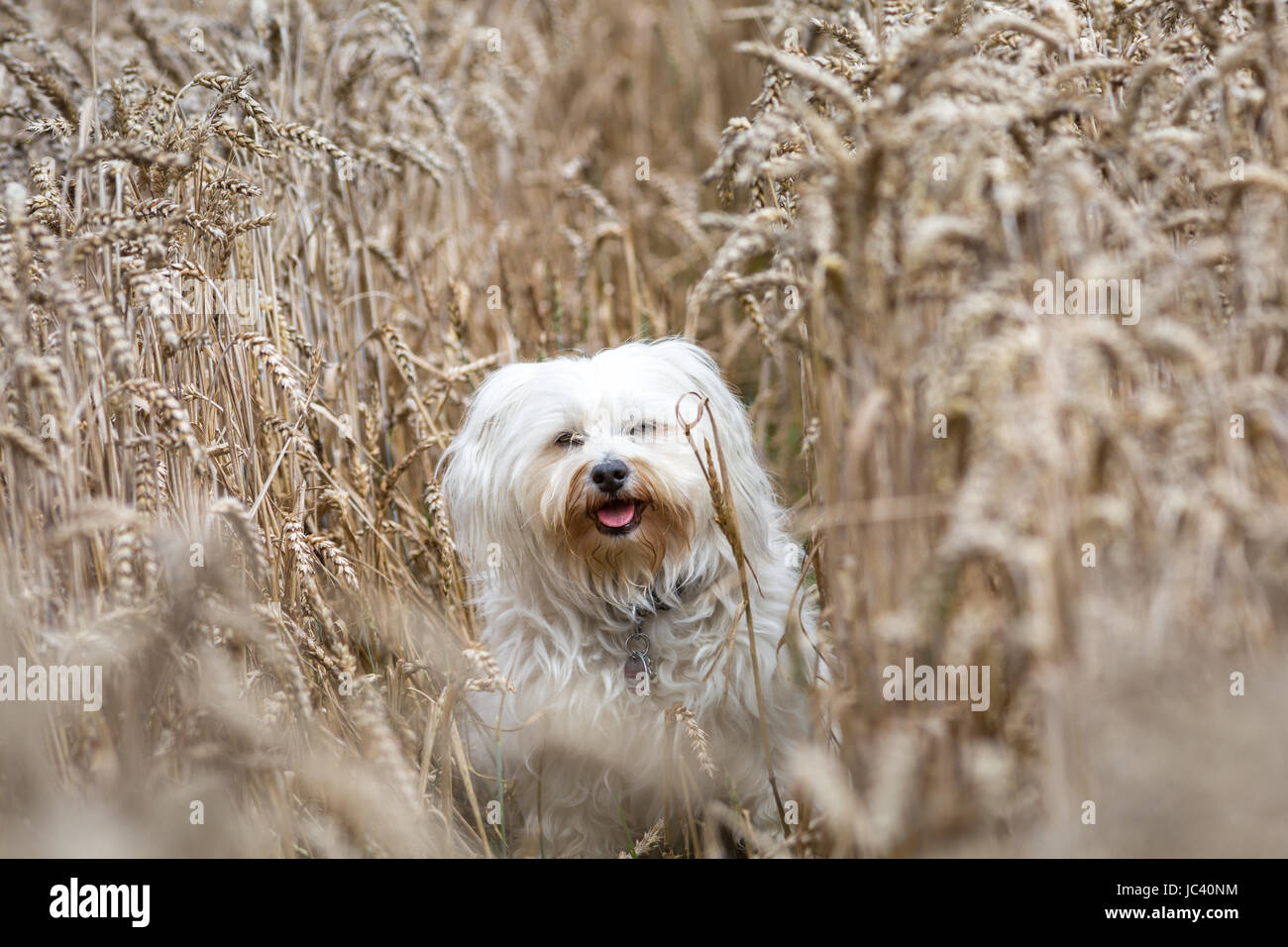 Kleiner weißer Hund sitzt in einem Kornfeld. Stock Photo