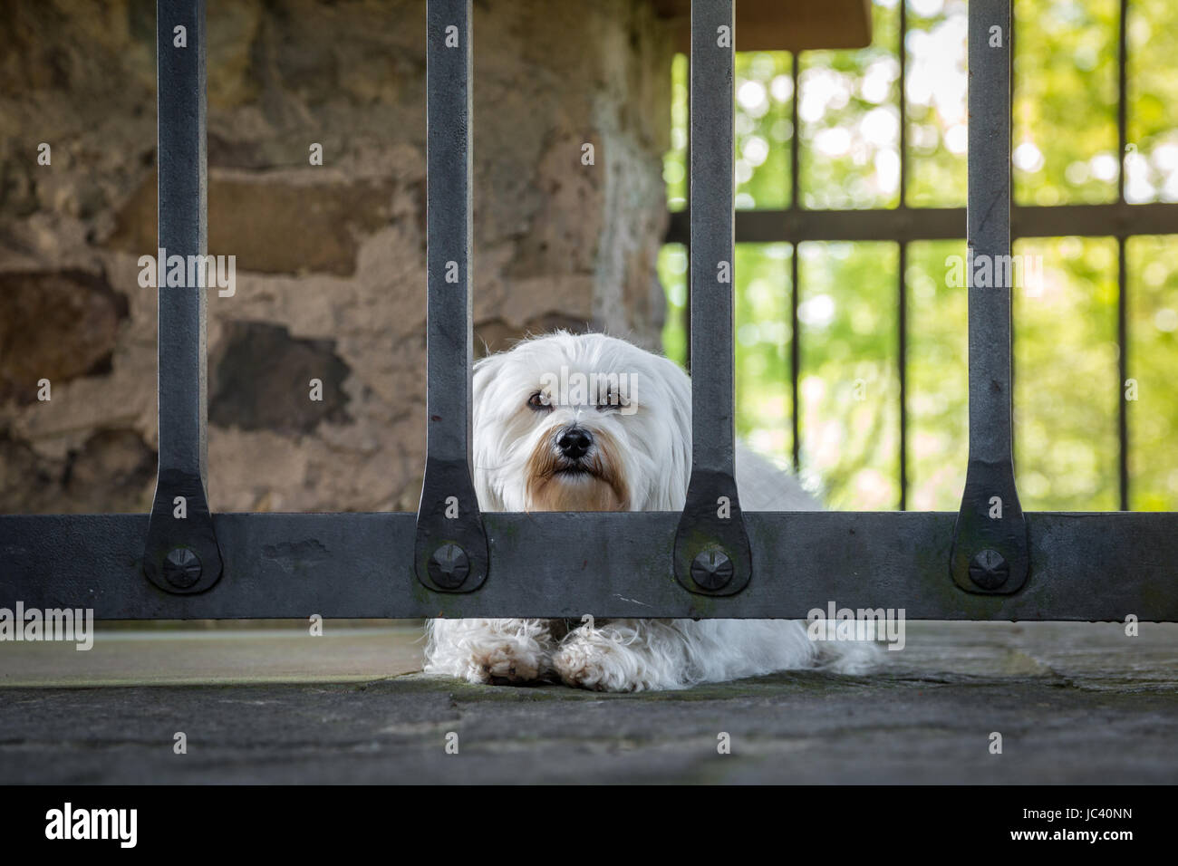 Ein kleiner weißer Hund liegt hinter sehr Massiven Gitterstäben. Stock Photo