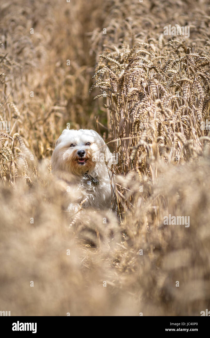 Ein kleiner weißer Hund rennt durch ein Kornfeld. Stock Photo