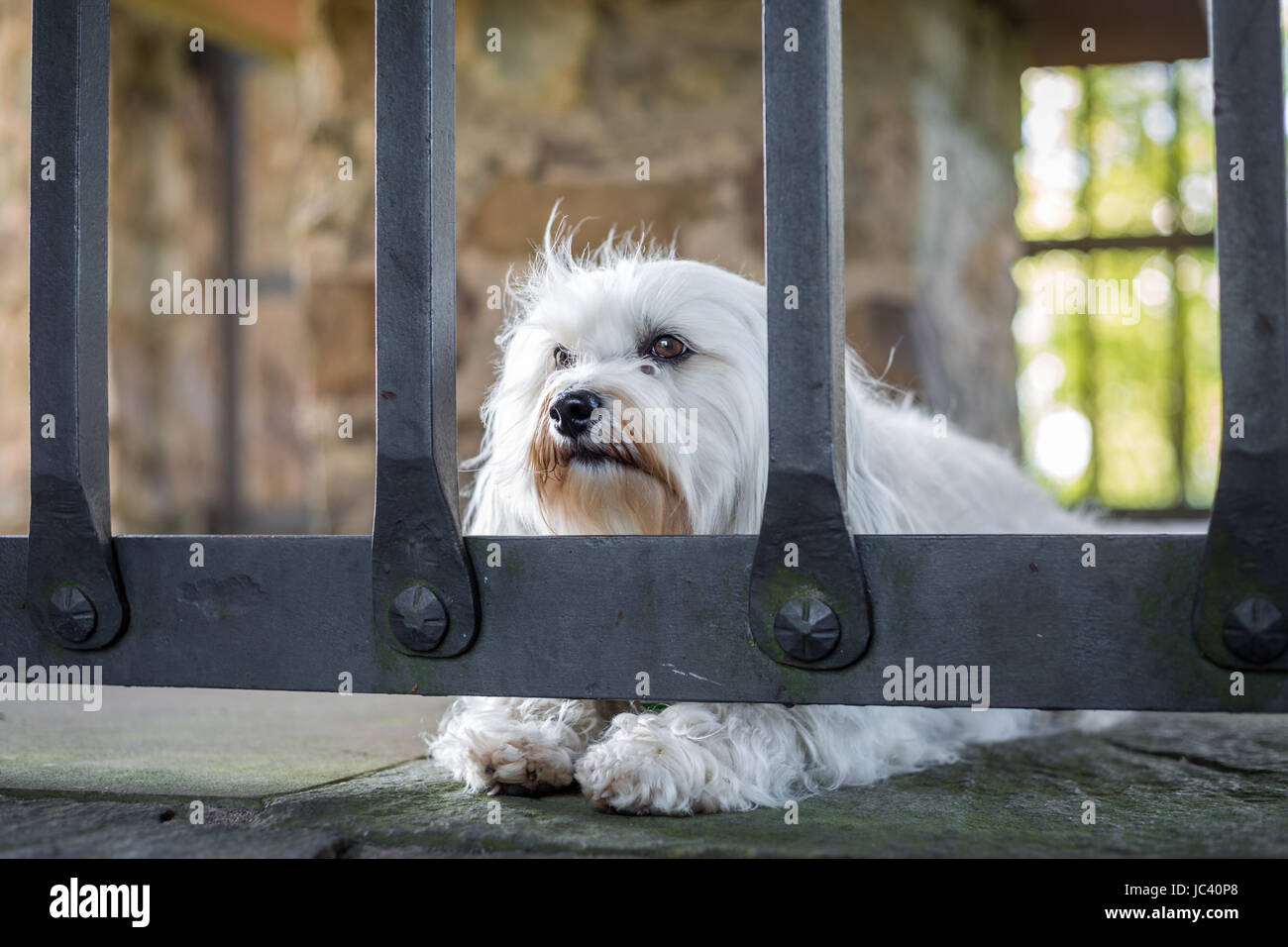 Ein kleiner weißer Hund liegt hinter einem Gitter auf dem Steinboden. Stock Photo