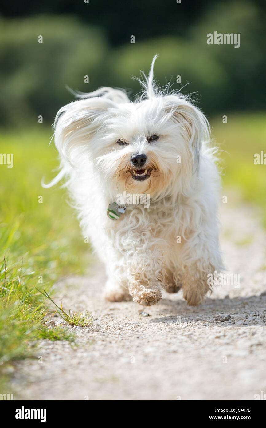 Ein kleiner weißer Hund rennt über einen Schotterweg auf den Fotografen zu. Stock Photo