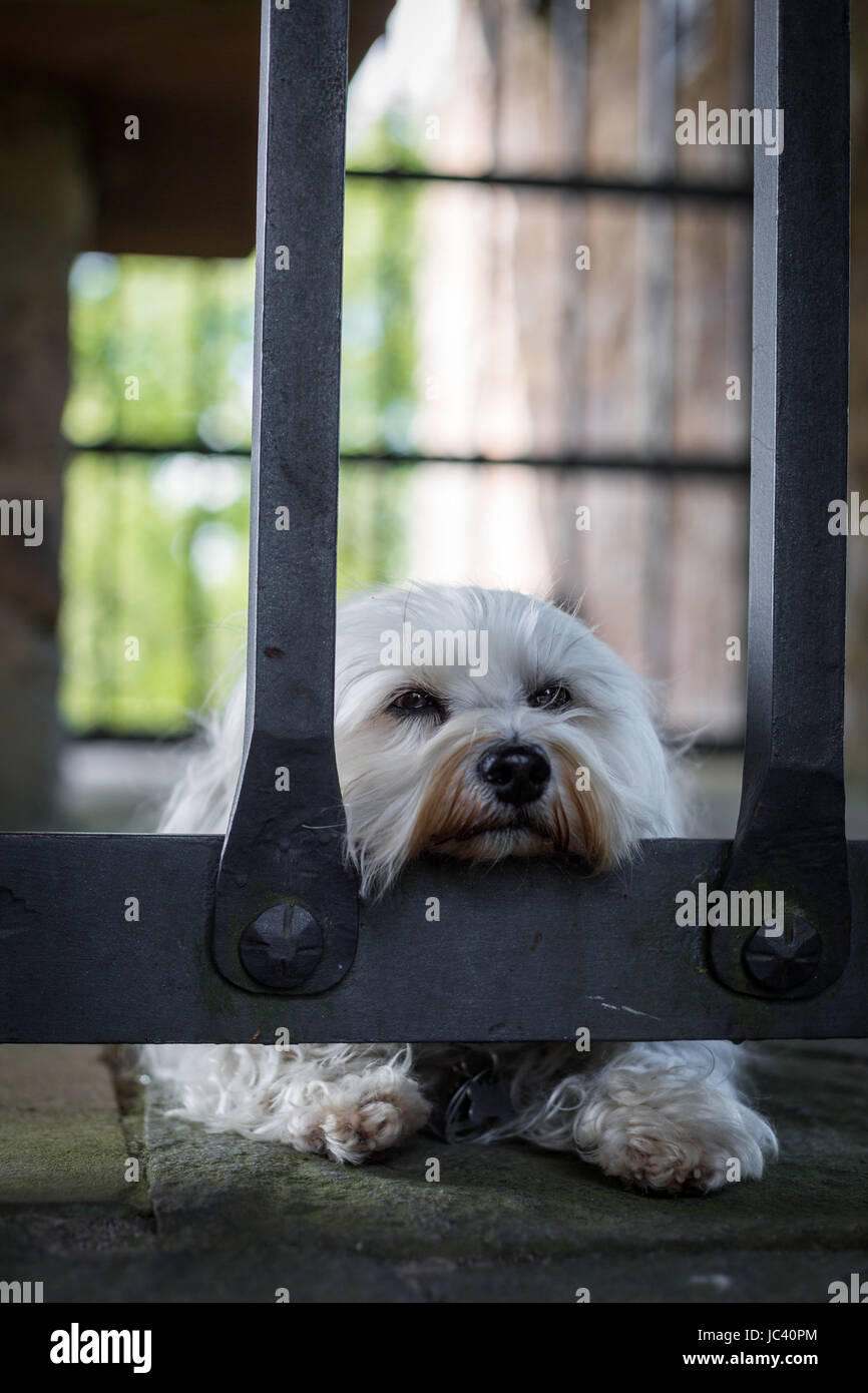Ein weißer Hund liegt auf dem Fußbode und legt seine Schnauze auf die Gitterstäbe. Stock Photo