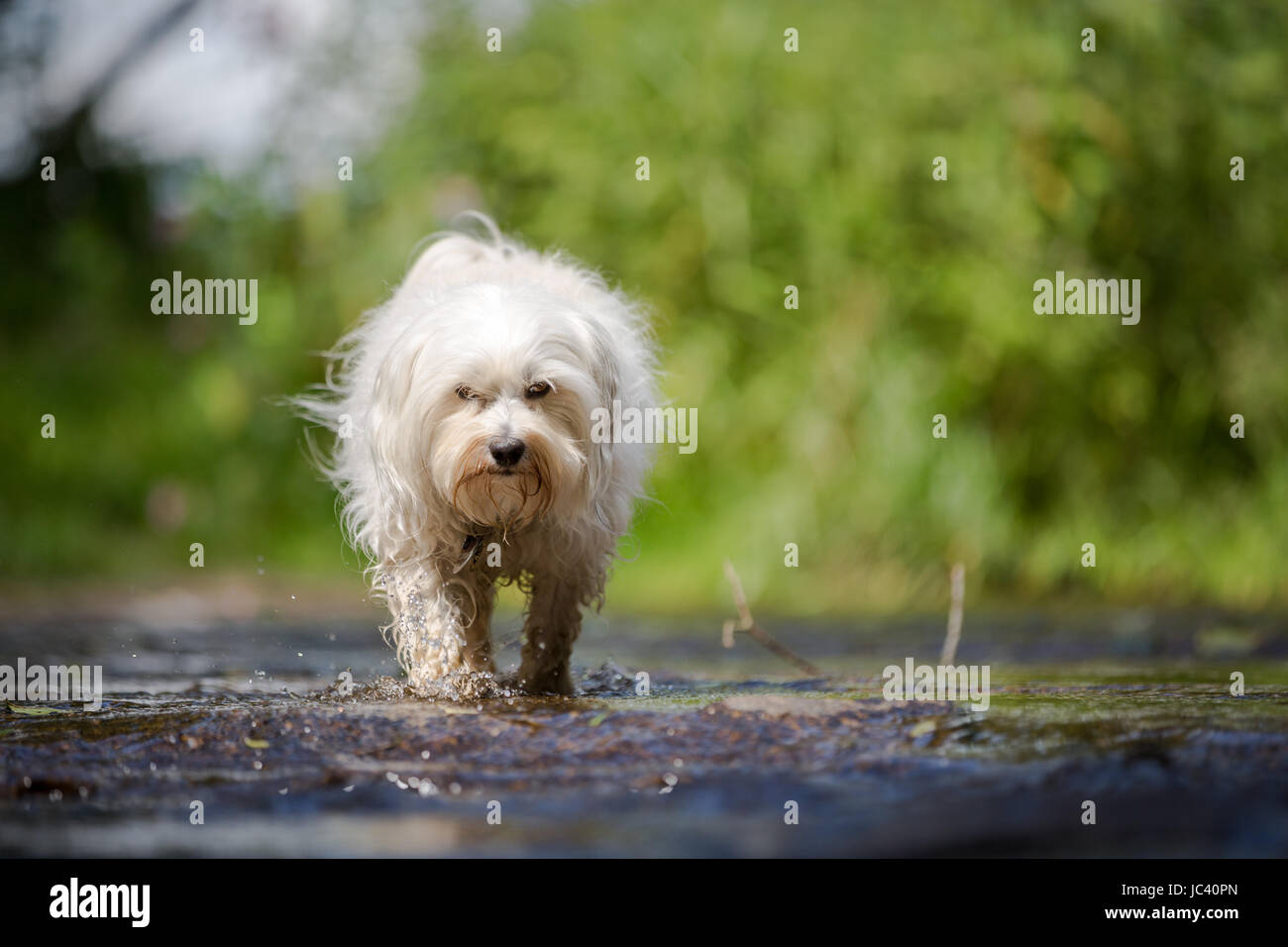 Ein kleiner weißer Hund läuft durch ein Bachbett auf den Fotografen zu. Stock Photo