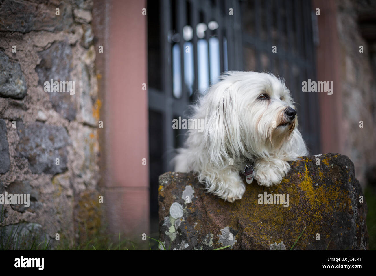 Ein weißer kleiner Hund liegt auf einem Stein und schaut aus dem Bild heraus. Stock Photo