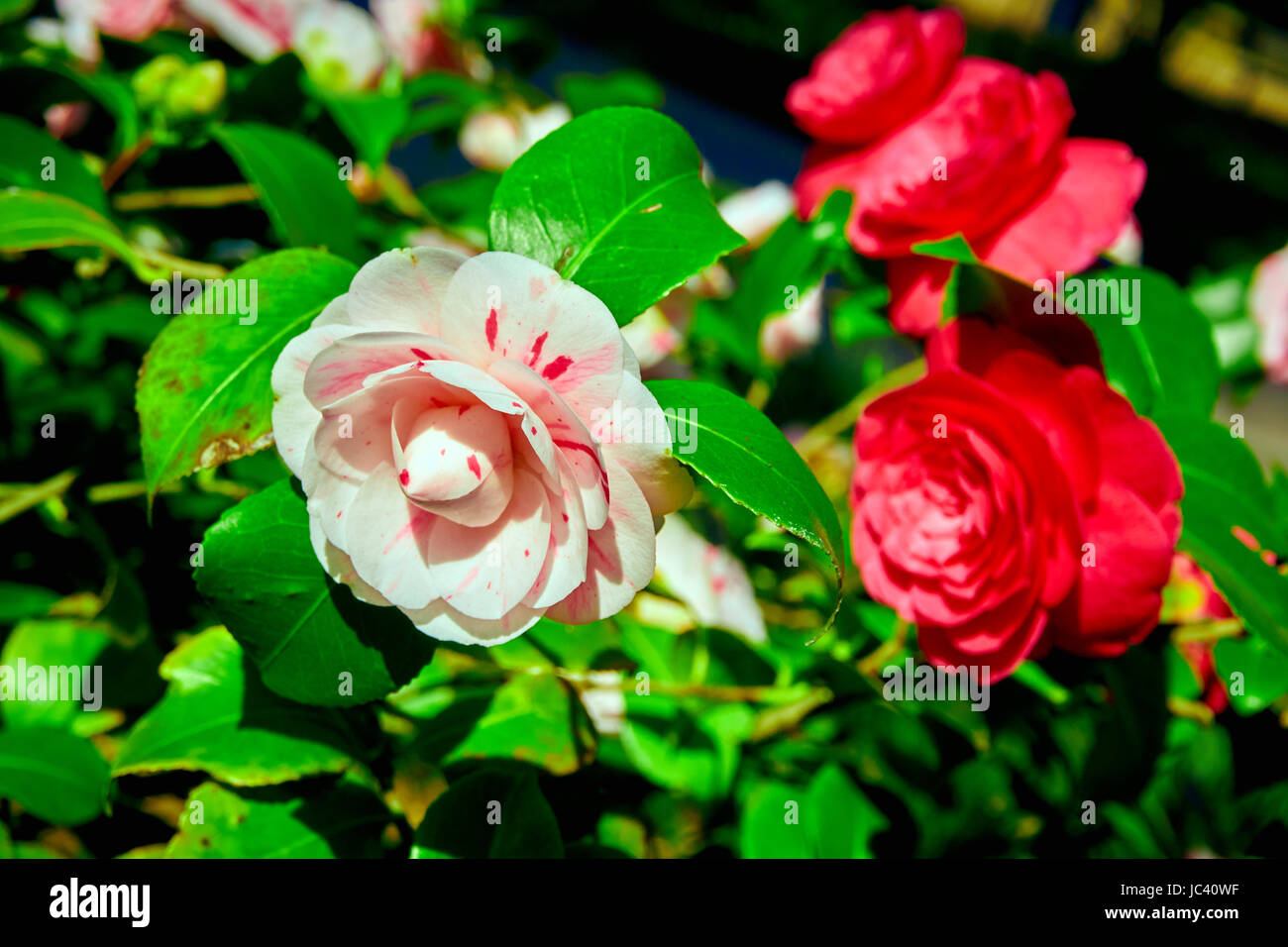 rosebush. Climbing rose tree Stock Photo Alamy