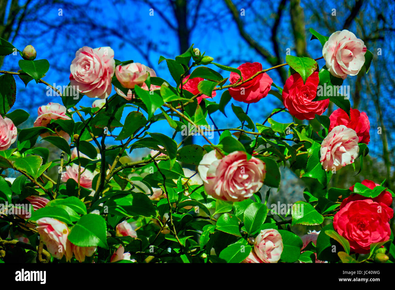 rosebush. Climbing rose tree Stock Photo Alamy