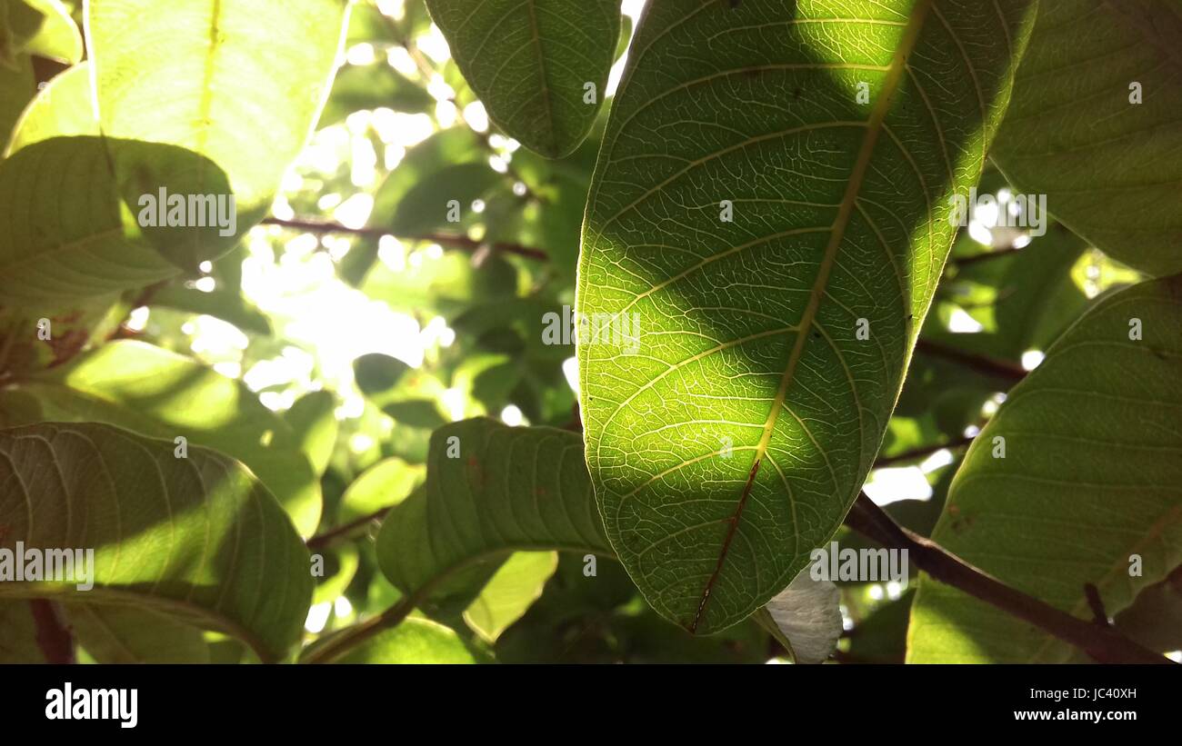 Leaves wallpaper Guava leaves sunlight Stock Photo