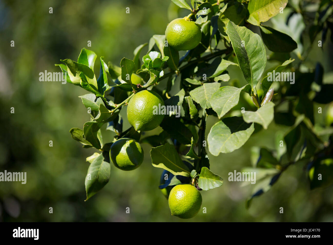 Ripening fruits lemon tree close up shot Stock Photo - Alamy