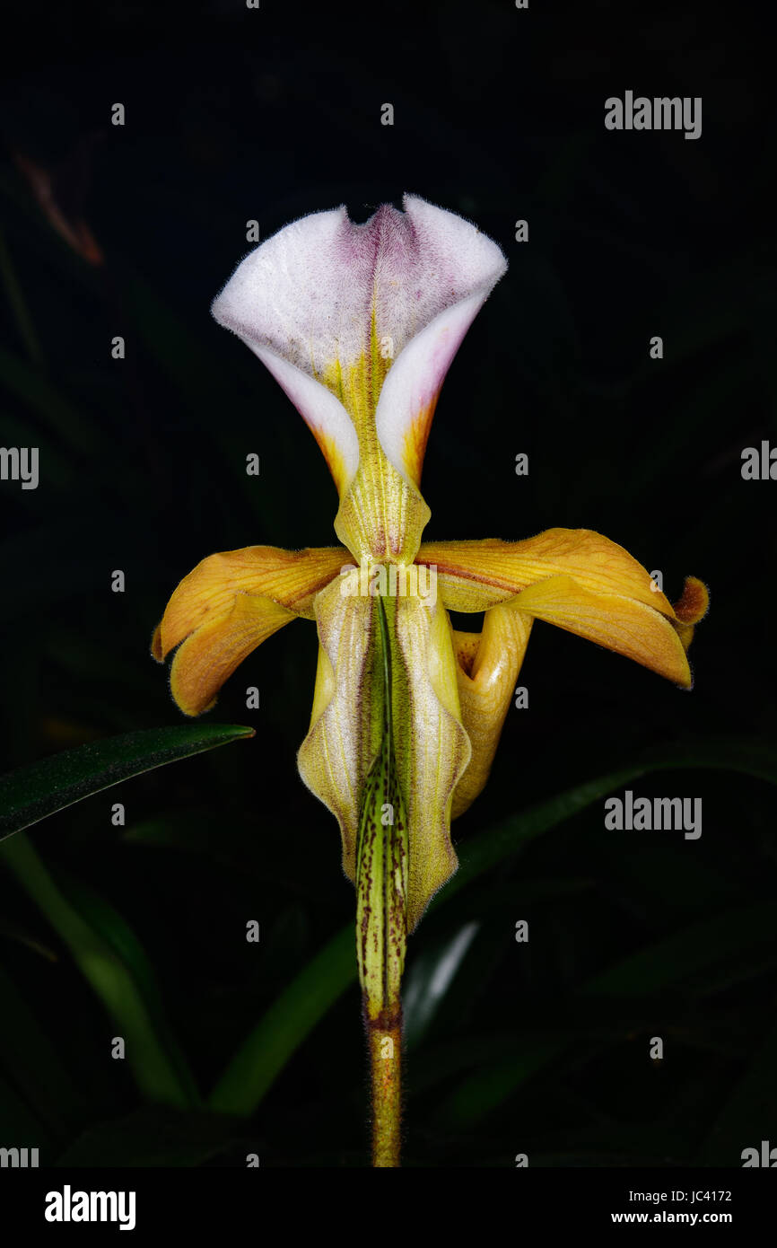 Close up orchid Paphiopedilum gratrixianum (Mast.) Guillaumin in habitat at  Doi Inthanon National Park, Thailand. Stock Photo