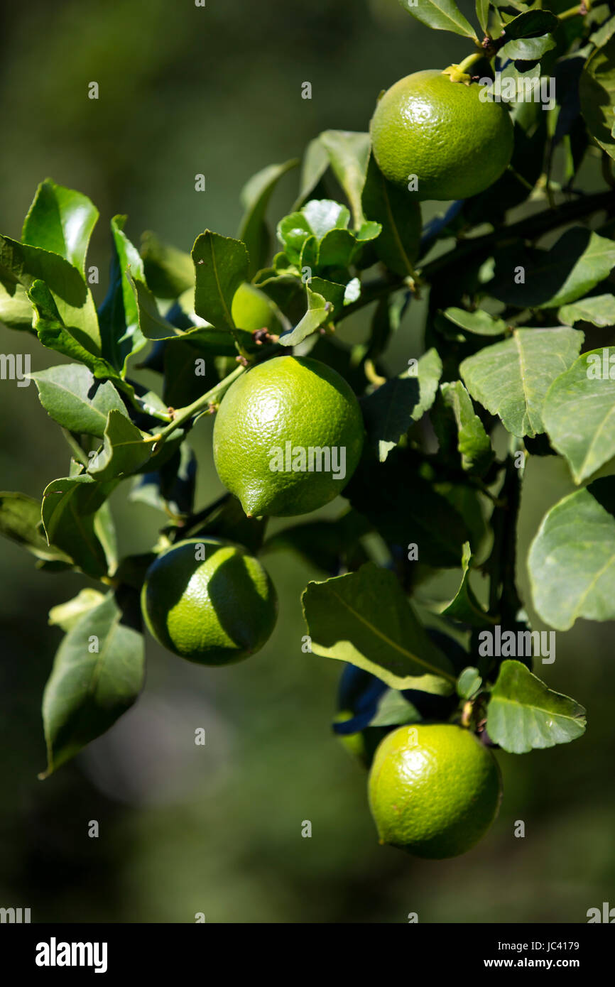 Ripening fruits lemon tree close up shot Stock Photo - Alamy