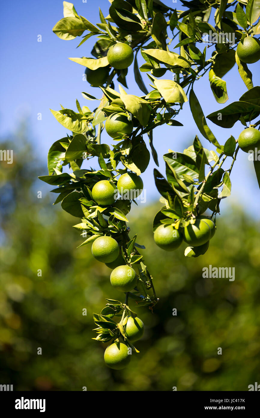 Ripening fruits lemon tree close up shot Stock Photo - Alamy