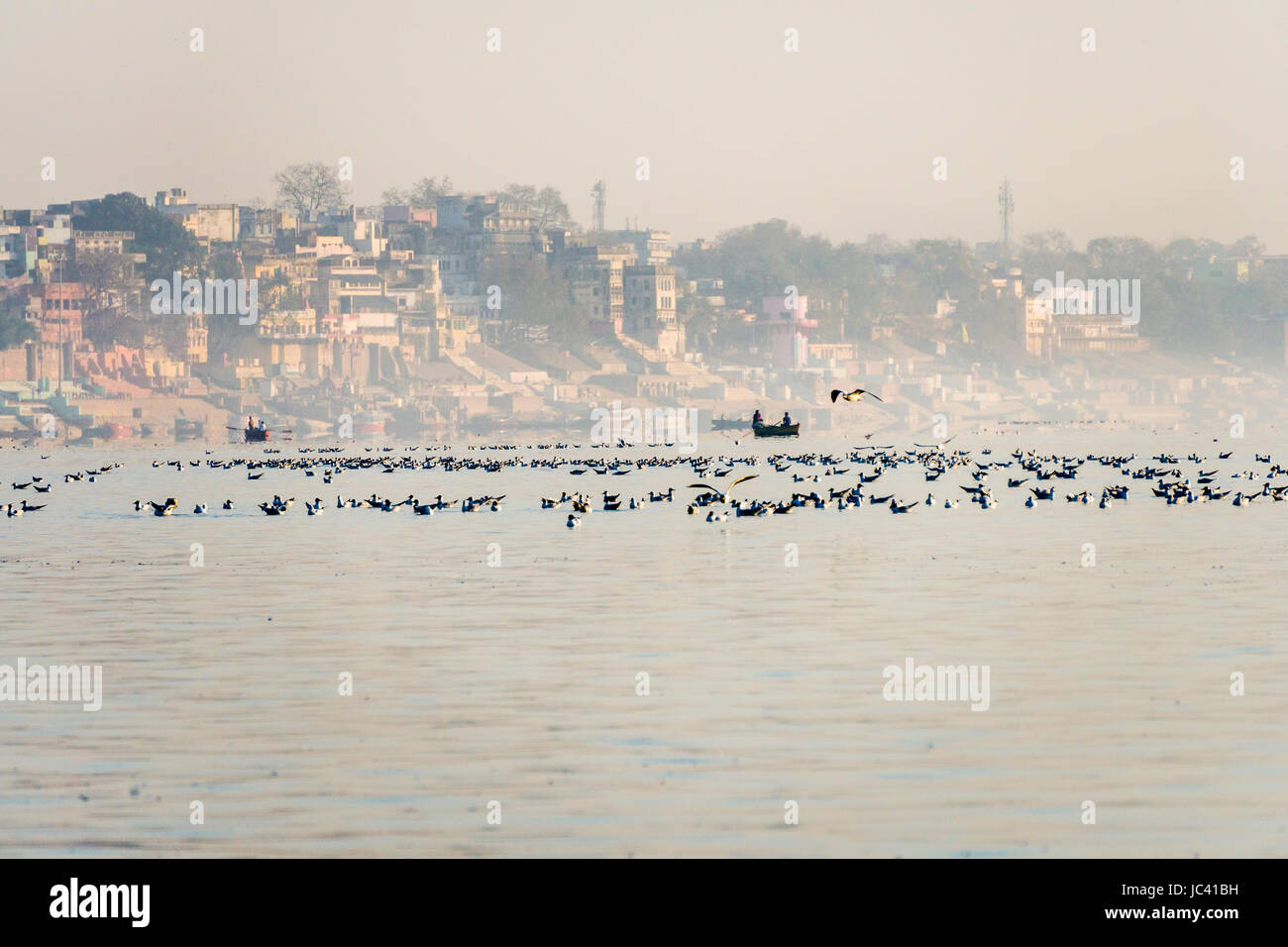 View across the river over the ghats at the holy Ganges, many seagulls are swimming and flying Stock Photo