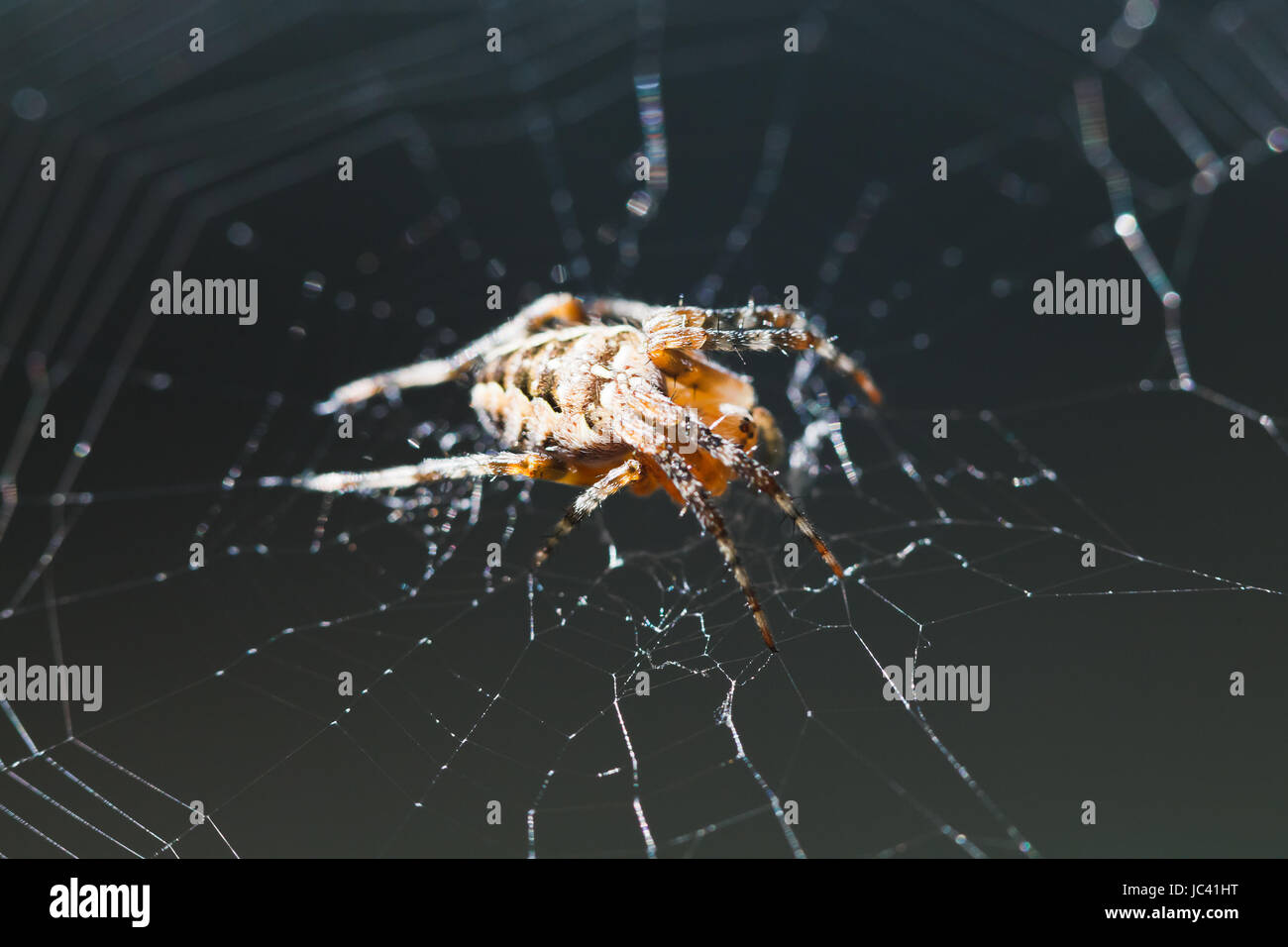 macro view of European garden spider on cobweb outdoors Stock Photo - Alamy