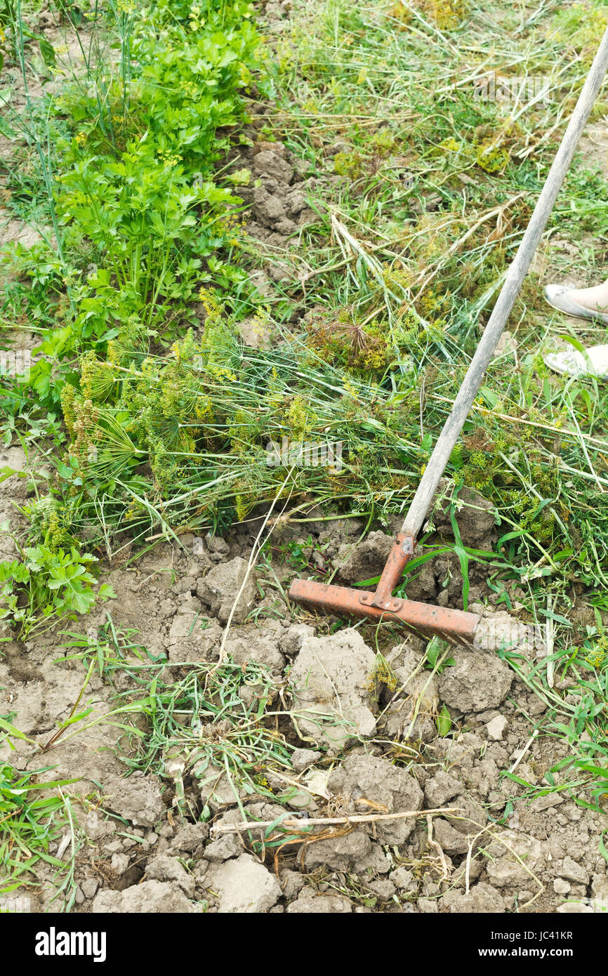 gathering cut grass by rake in garden in summer Stock Photo - Alamy