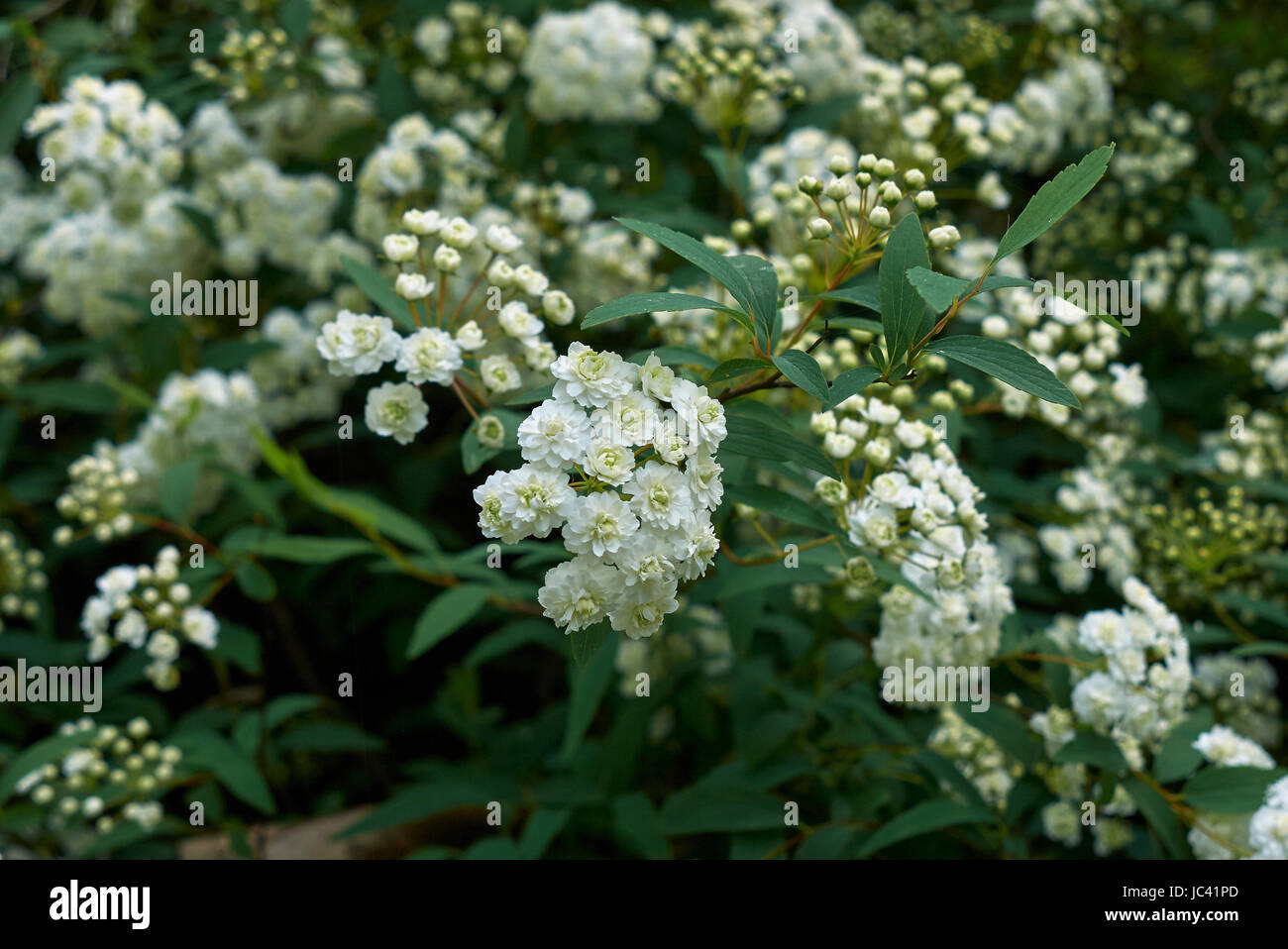 Reeves (Bridal Wreath) Spiraea