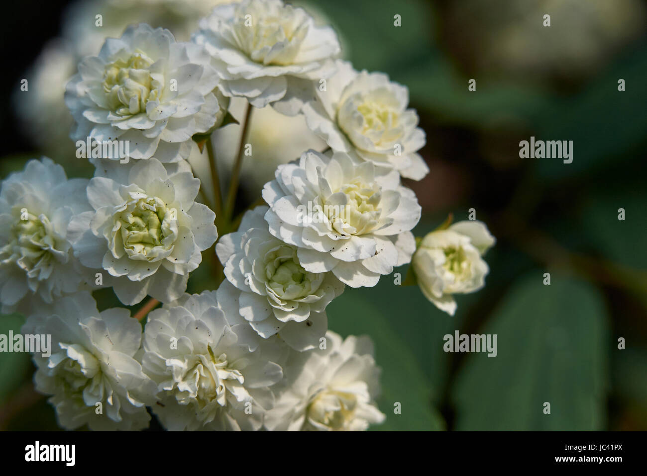 Reeves spiraea hi-res stock photography and images - Alamy
