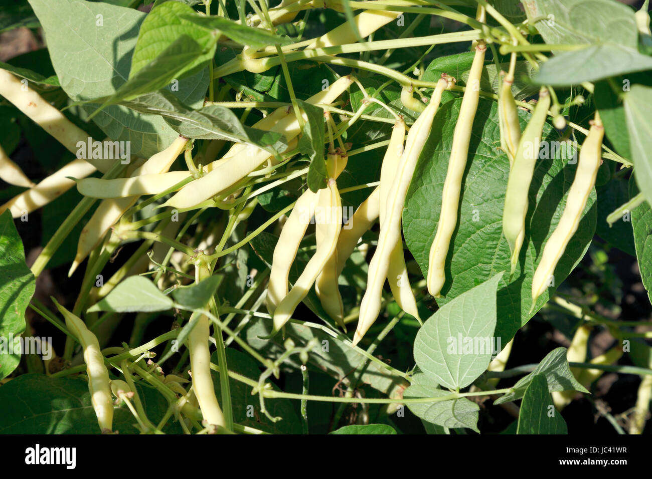 ripe pods of common bean plant in garden in summer Stock Photo - Alamy