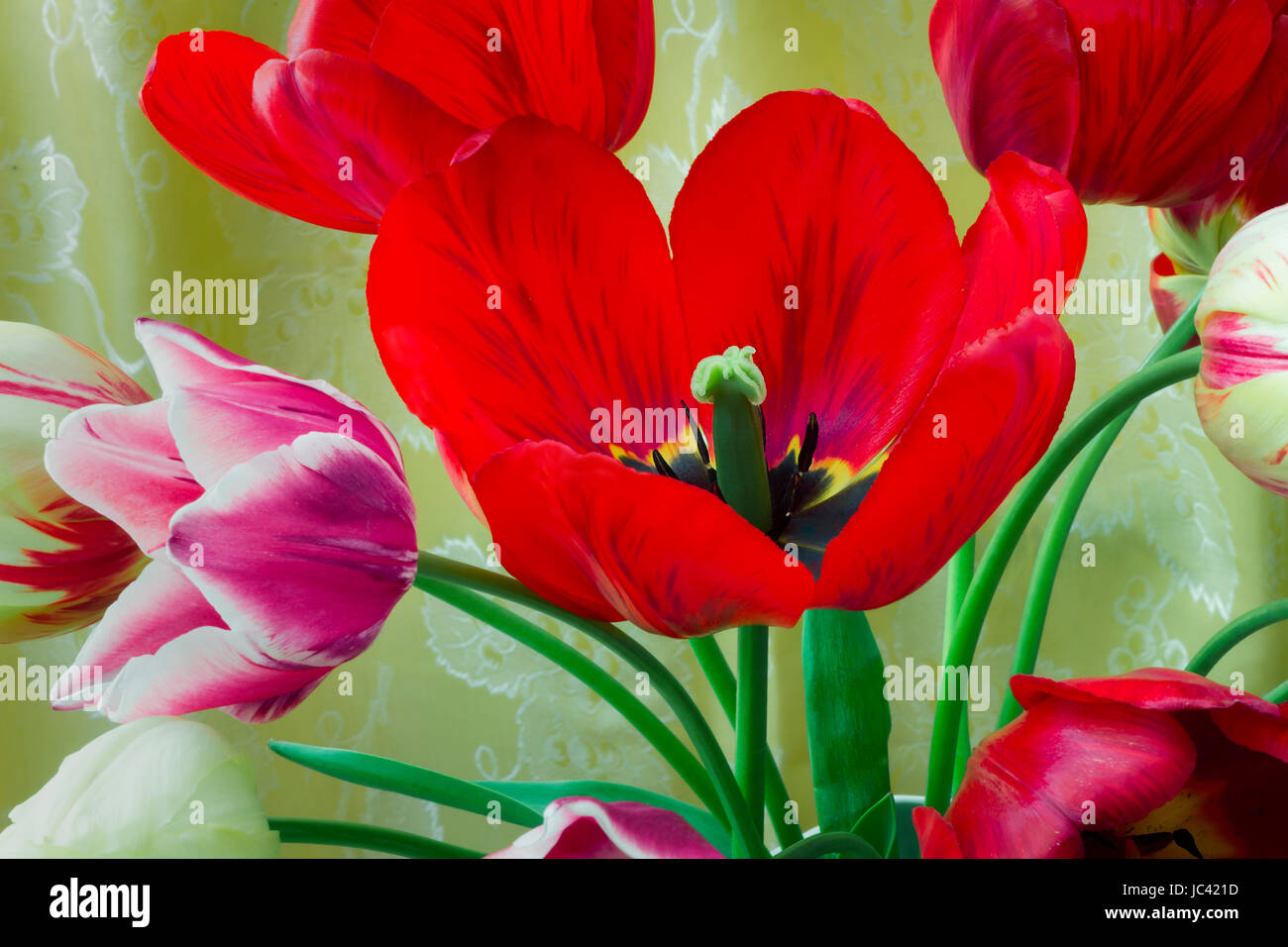 One big beautiful tulip of bright red color against the beautiful draped yellow silk. It is presented by a close up Stock Photo