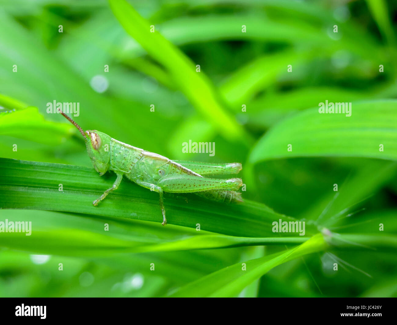 Baby-grasshopper on green grass having lunch Stock Photo - Alamy