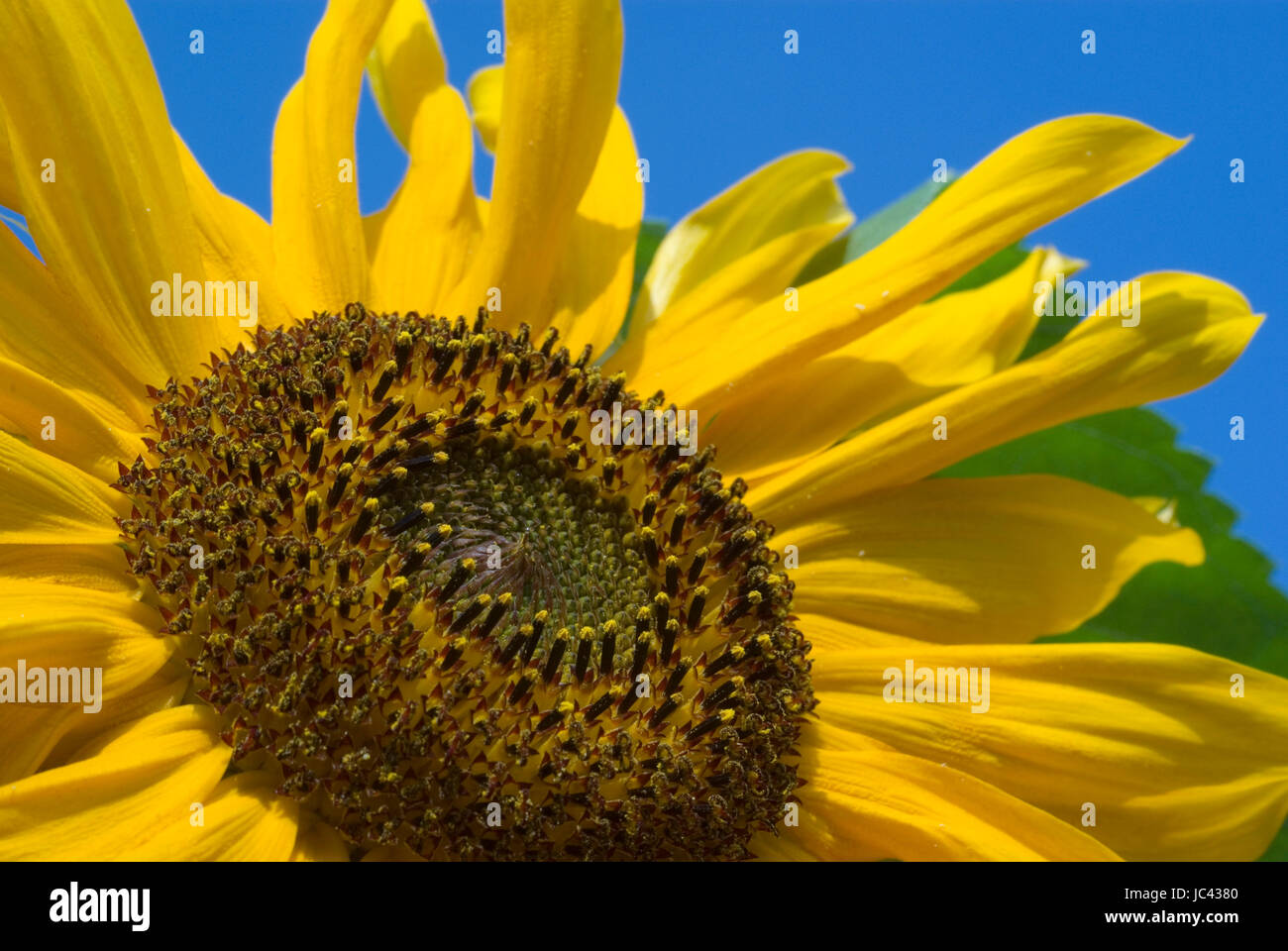 Sunflower against blue sky Stock Photo
