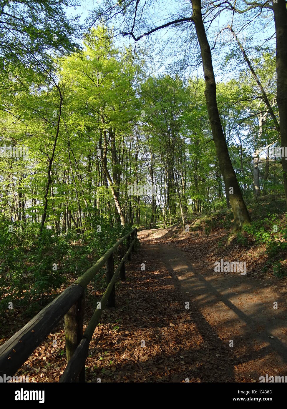 Wanderweg durch Buchenwald Stock Photo - Alamy