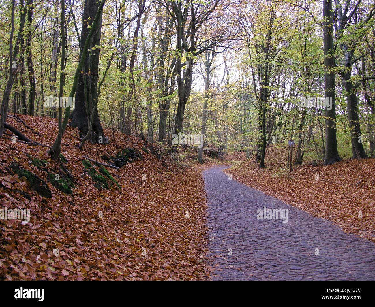 Weg Durch Den Wald High Resolution Stock Photography and Images - Alamy