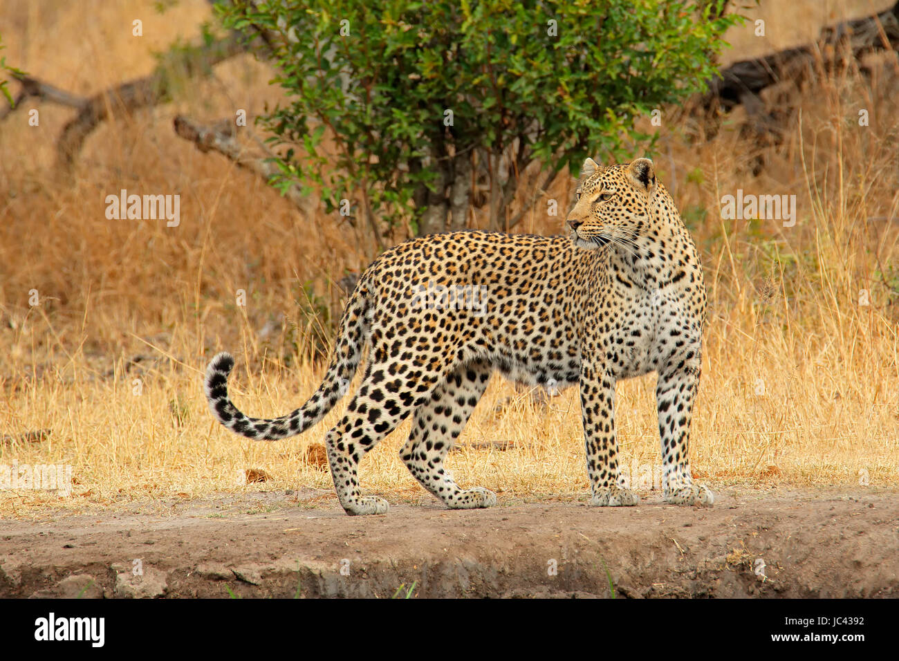 Alert leopard (Panthera pardus), Sabie-Sand nature reserve, South Africa Stock Photo