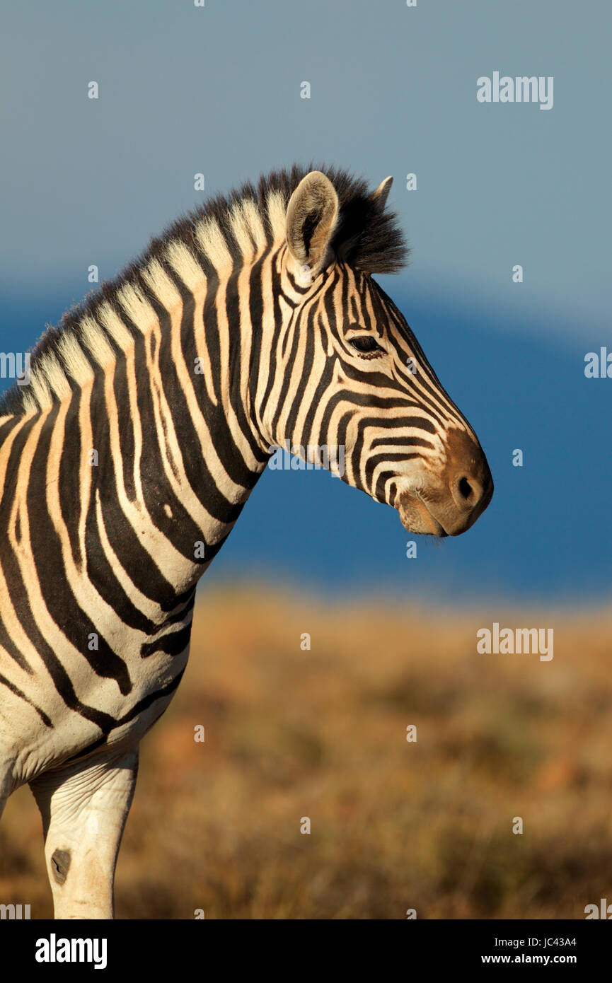 Portrait of a Plains (Burchells) Zebra (Equus quagga burchelli), South ...
