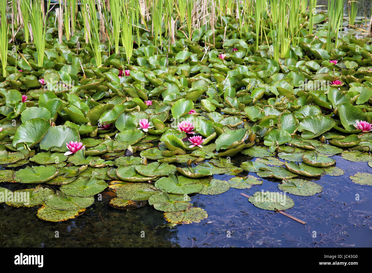 Seerosen in einem Teich Stock Photo Alamy